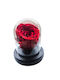 All Saints Red Rose Equador Glass Bell Black Wooden Base 9 x 7cm Milvaflowers
