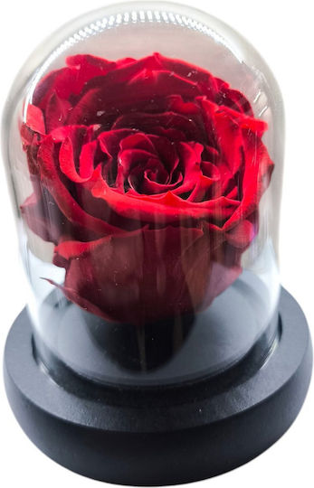 All Saints Red Rose Equador Glass Bell Black Wooden Base 9 x 7cm Milvaflowers