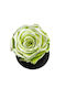 All Saints Green Pearlescent Rose Equador Glass Bell Black Wooden Base 9 X 7cm Milvaflowers