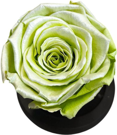All Saints Green Pearlescent Rose Equador Glass Bell Black Wooden Base 9 X 7cm Milvaflowers