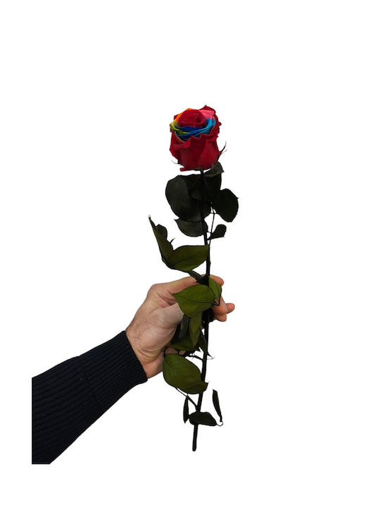 Milva Flowers All Saints Rose Rainbow 50cm Transparent Box 55 Cm X 6cm
