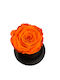 All Saints Orange Rose Equador Glass Bell Black Wooden Base 9 X 7cm Milva Flowers