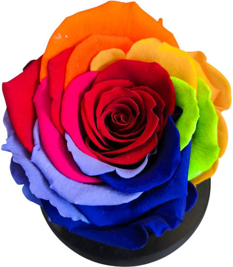 All Saints Rainbow Rose Ecuador Glass Bell Black Wooden Base 9 x 7cm Milva Flowers