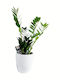 Zamia Бял Глинен Кашпа Височина 60 См Ширина 20 См Milvaflowers