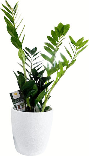 Zamia Weißes Ton Pflanzkübel Höhe 60 cm Breite 20 cm MilvaFlowers
