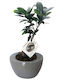 Ficus Bonsai Plant Height 28cm Gray Ceramic Pot Milvaflowers