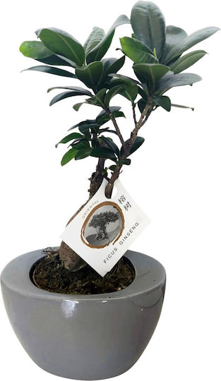 Ficus Bonsai Plant Height 28cm Gray Ceramic Pot Milvaflowers