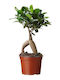 Bonsai Φικος Ginseng Π 9 Y 25