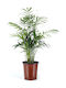 Chamaedorea H 30 W 12 Milvaflowers