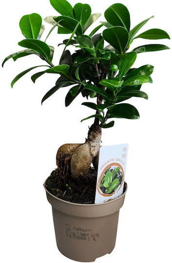Bonsai Ficus Lyrata Î:28cm L:12cm Milvaflowers Bonsai Ficus Lyrata Î:28cm L:12cm Milvaflowers