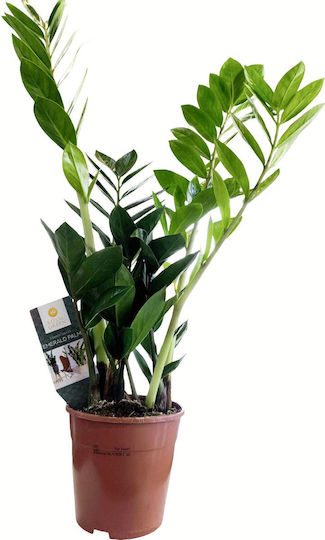 Zamia Höhe 60 cm Breite 14 cm MilvaFlowers