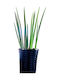 Sansevieria Cylindrical Black Clay Plant Height 38 Cm Width 13cm Milvaflowers