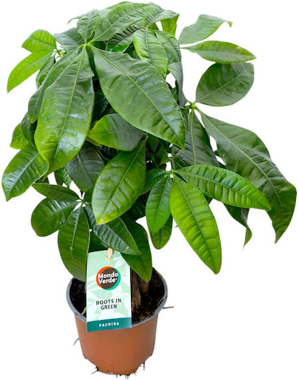 Pachira Înălțime 35cm Lățime 12cm Milvaflowers
