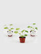 Πιλέα Pilea Peperomoides Mojito