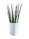 Sansevieria Cylindrical White Clay Plant Height 38 Cm Width 13cm Milvaflowers
