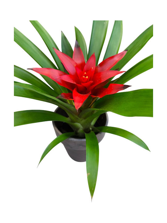 Γκουσμανια Πήλινη Γλάστρα Υ 26cm Milva Flowers Γκουσμανια Πήλινη Γλάστρα Υ 26cm Milva Flowers