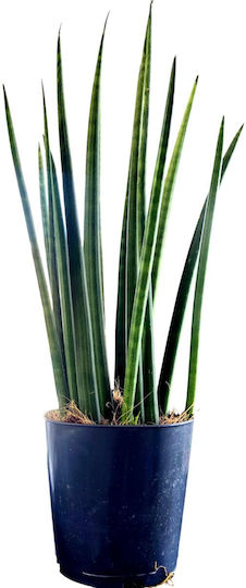 Sansevieria Цилиндрична Височина 36 Cm Ширина 12cm Milvaflowers