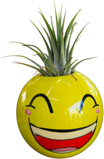 Αερόφυτο Tillandsia Κεραμικό Emoticon Γελιο Υ 10 Cm Π 6 Cm Milvaflowers