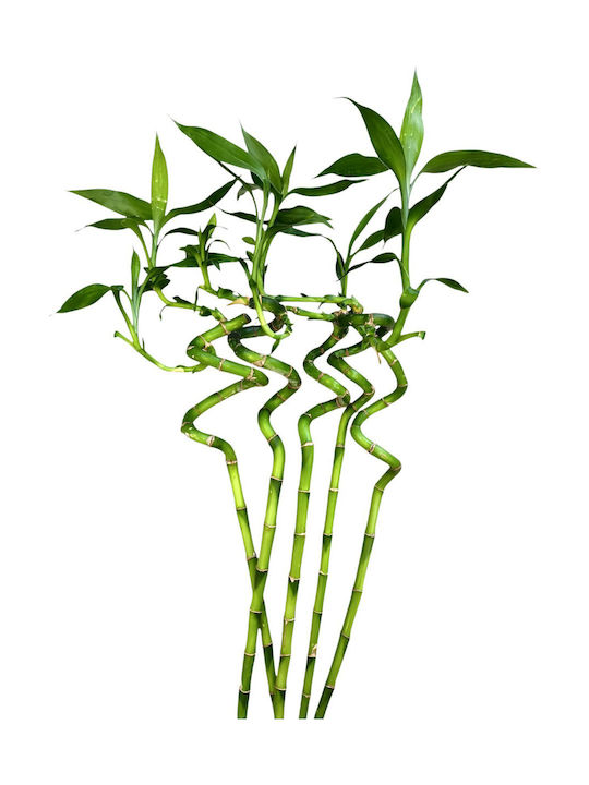 Μπαμπου Lucky Bamboo 5 Tεμ Υ:70-80cm Milvaflowers Μπαμπου Lucky Bamboo 5 Tεμ Υ:70-80cm Milvaflowers