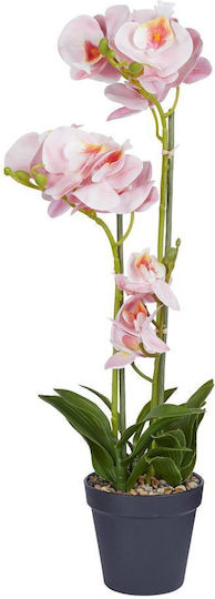 Florista Orchidee Topfpflanze Y51cm Hellorange Orange Durchmesser 11cm X Höhe 51cm Florista Orchidee Topfpflanze Y51cm Hellorange Orange Durchmesser 11cm X Höhe 51cm