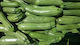 Geniki Fytotechniki Athinon Seeds Pumpkinς Zucchini for Blossom 100pcs