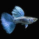 Poecilia Reticulata Blue Grass Male M