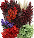Getrocknete Blumen Mix Burgundisch Rot