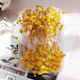 Dried Gypsophila Yellow 15gr
