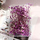 Gypsophila Uscată Mov 15gr