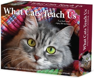 Was Katzen Uns 2026 Box Kalender Glen Dromgoole Wlcp