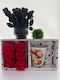 Red Gift Box Transparent Lid Includes 6 Red Roses