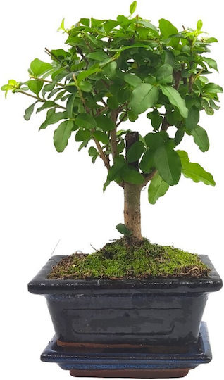 Αυθεντικό Μπονσάι Ligustrum Sinense Baby