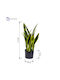 Medrelaxhome Plantă Decorativă Artificială Sansevieria H60cm