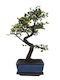 Authentisches Bonsai Zelkova