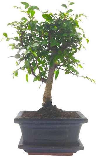 Αυθεντικό Μπονσάι Zelkova Parvifolia Baby Αυθεντικό Μπονσάι Zelkova Parvifolia Baby