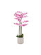 Orchid in Small Pot Pink Iliadis