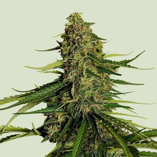 Royal Queen Seeds Σπόροι Μέντας