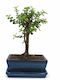 Μπονσάι Portulacaria Afra 20 Εκ