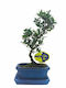 Μπονσάι “ilex Crenata” – 15 Εκ