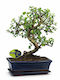 Μπονσάι “portulacaria Afra” 25εκ