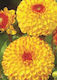 Semințe Dahlia 490-F32-001