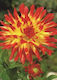 Dahlia Seeds 490-F29-001