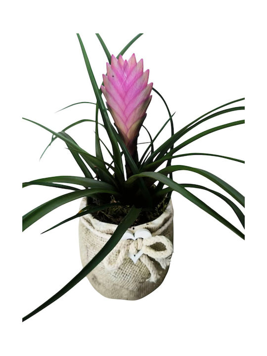 Plante Tillandsia Mică Înălțime 22cm Ghiveci Ceramic Milvaflowers
