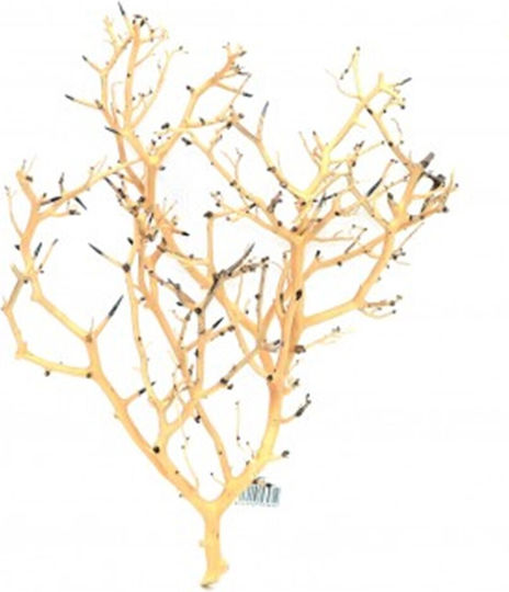 Tropical Aquarium Wood Piece Aquadeco Coral Tree S 10–20 Cm