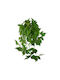 Praznă Artificială Agățată Aralia 60cm A26927