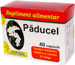 Hofigal Paducel 40 Capsule Hofigal Paducel 40 Capsule