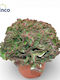 Euphorbia Lactea Cristata