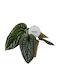 Floare de coadă (Anthurium) Anthurium Luxurians X Radicans