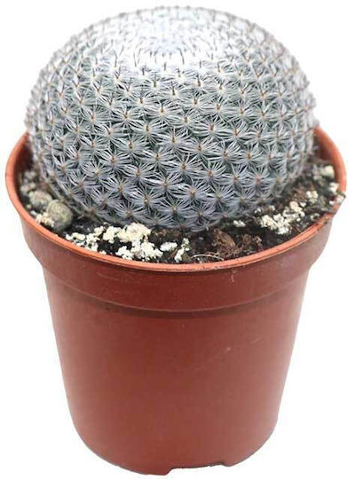Mammillaria Microthele Var Superfina 5.5см Mammillaria Microthele Var Superfina 5.5см