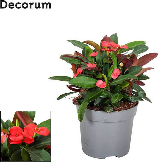 Euphorbia Milii Olympia 13cm